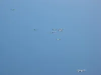 RIPPER 204 (163218, photo bird for previous shots), VFA-131 Wildcats Hornet AG-405 , VF-143 Pukin' Dogs Tomcat AG-103 (161421), 2x Rafale M, 2x Super Étendard Modernisé